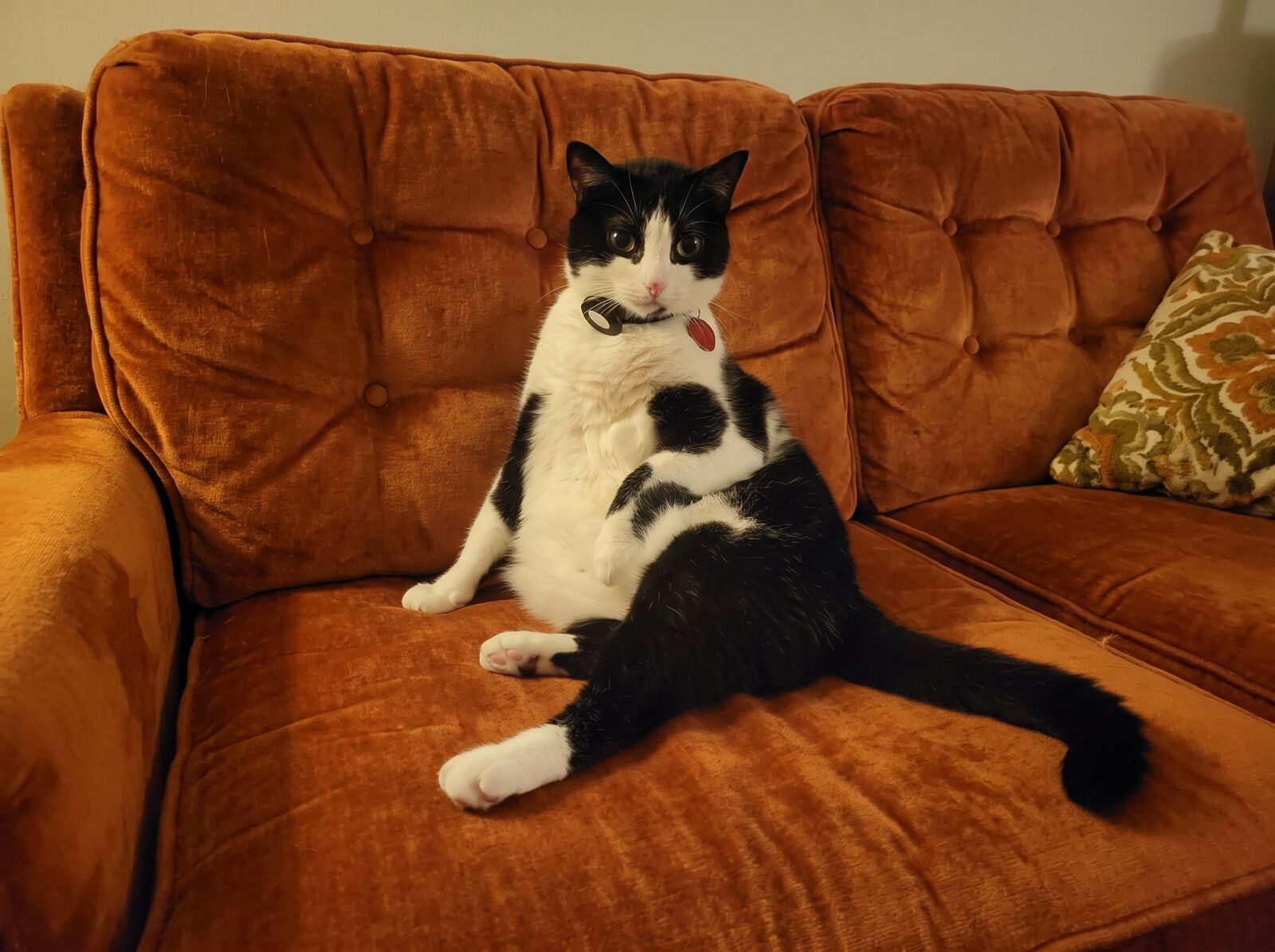 Dr. Robert, a black-and-white cat, sitting upright like a person on an orange velvet sofa.